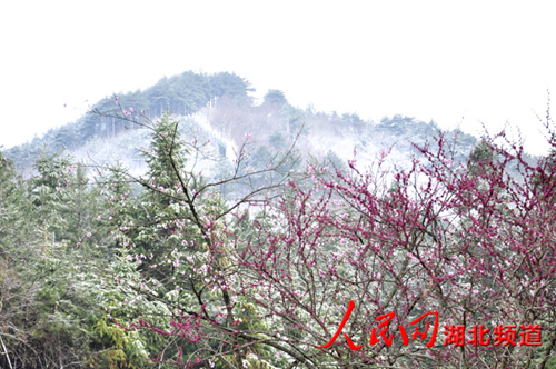 英山县桃花冲景区突迎风雪 桃花傲雪开放