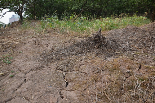 旱灾已蒸发湖北27.75亿元