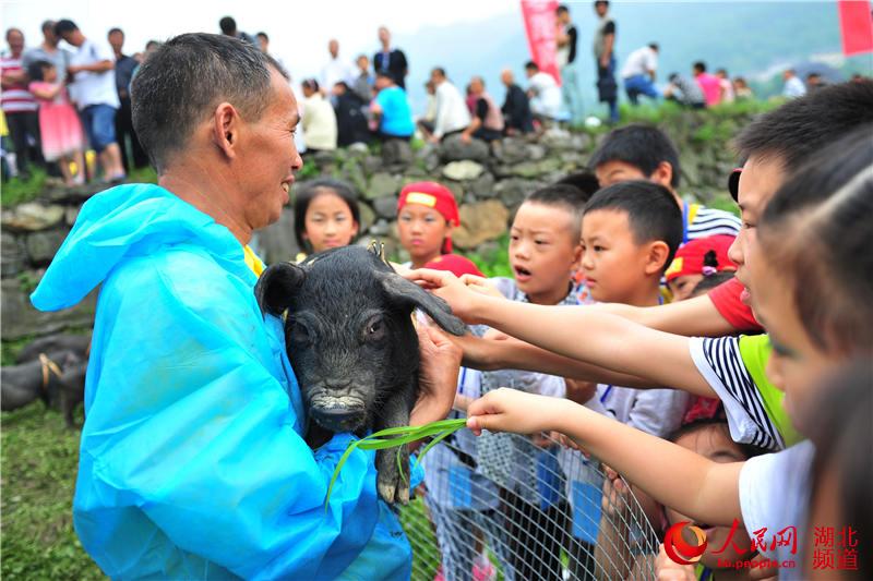 湖北夷陵:小黑猪走秀台 众市民抢领养