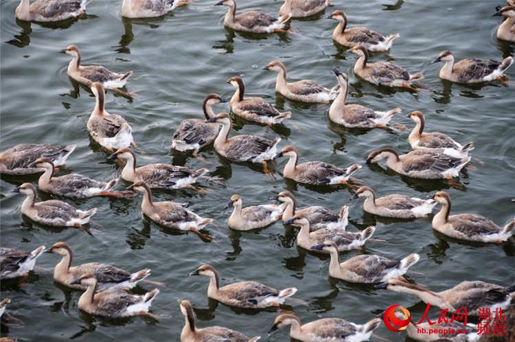 十堰市首家大雁养殖场落户郧县