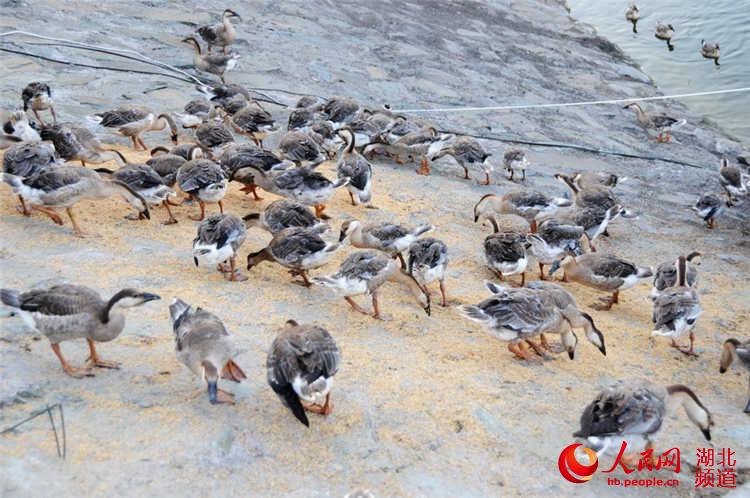 十堰市首家大雁养殖场落户郧县