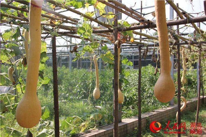 组图:武汉植物园展出23种太空瓜果