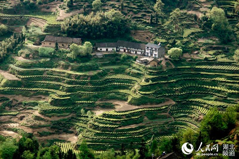 中国最美小镇邓村茗茶飘香风景更迷人