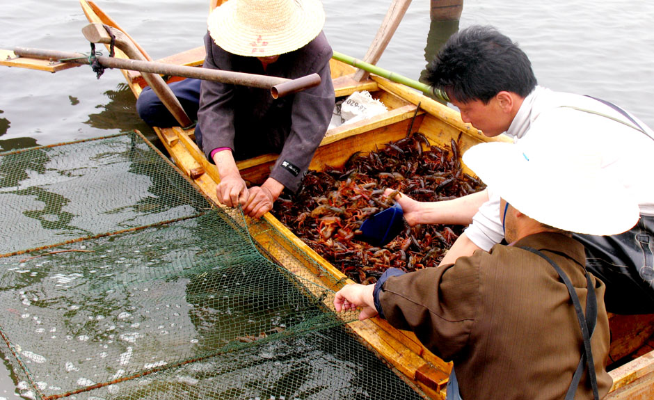 潜江稻田小龙虾养殖视频 养虾有稻小龙虾背后的故事