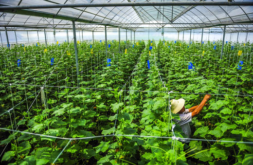 中国农业银行阳新支行支持蔬菜大棚基地