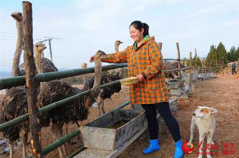 湖北十堰:90后女孩返乡创业养鸵鸟