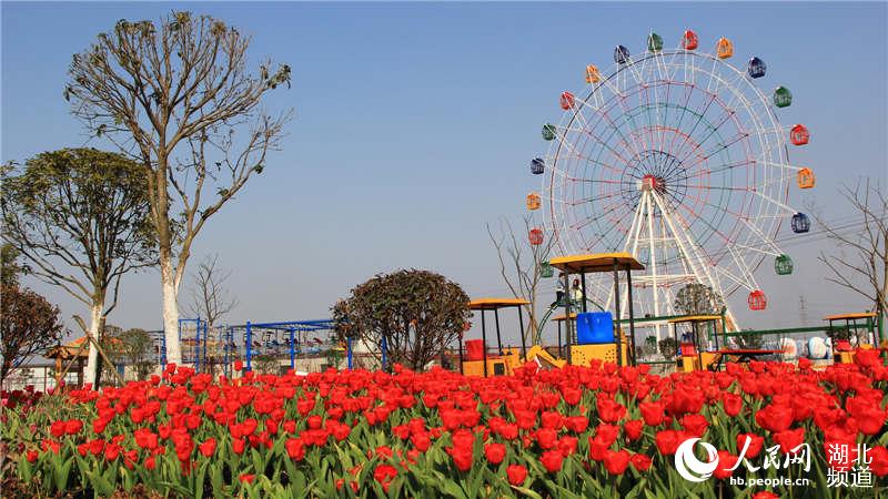 高清组图:孝感孝南主打赏花游 郁金香桃花朵朵开