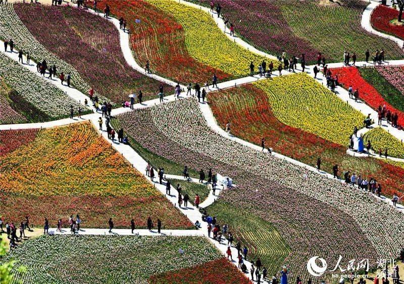 图为游人观看郁金香时的情景