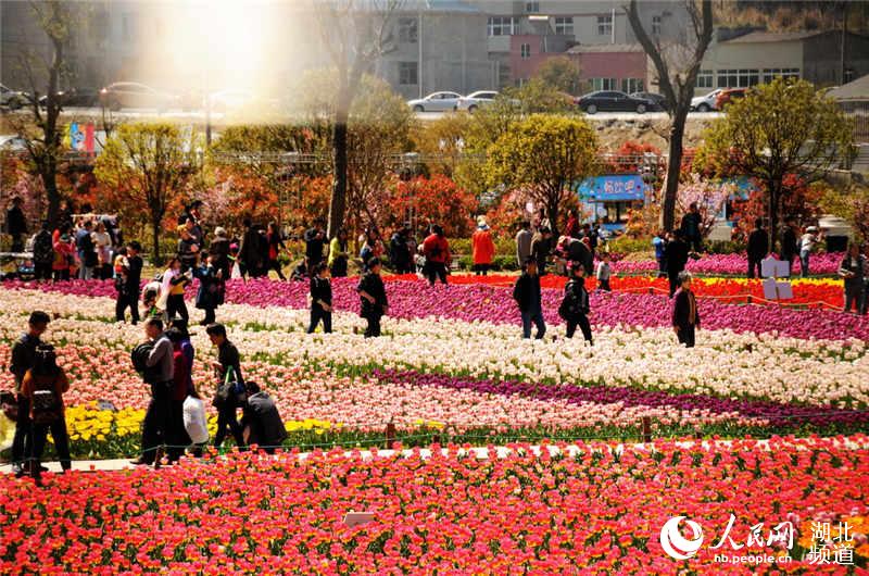 图为游人观看郁金香时的情景