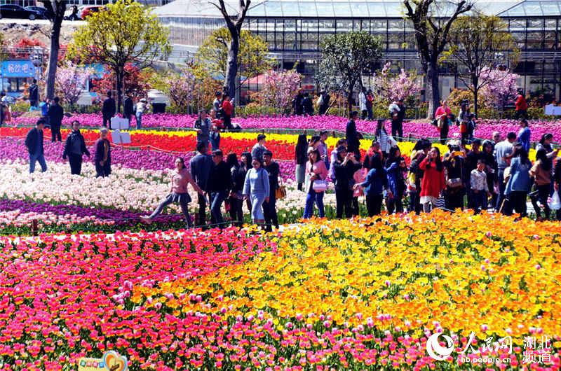 图为游人观看郁金香时的情景