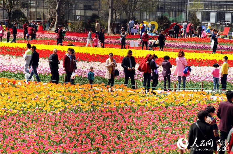图为游人观看郁金香时的情景
