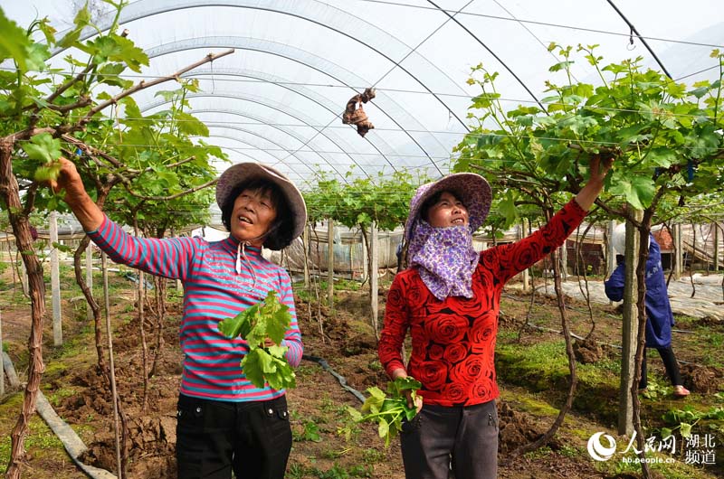 湖北宜昌:葡萄抹枝促生长