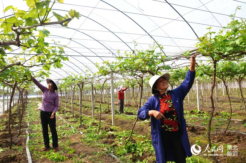湖北宜昌:葡萄抹枝促生长