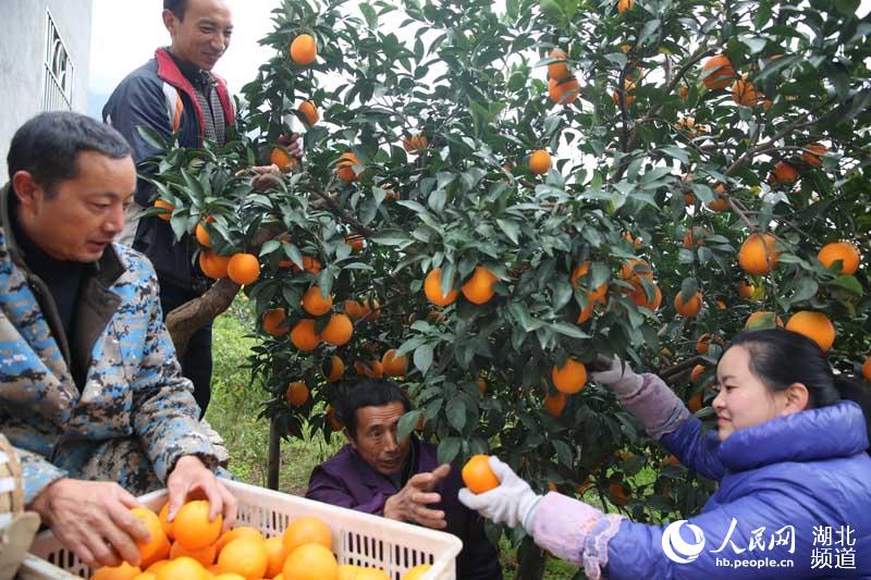 三峡库区秭归脐橙开园 当天签约销售8.8万吨(组