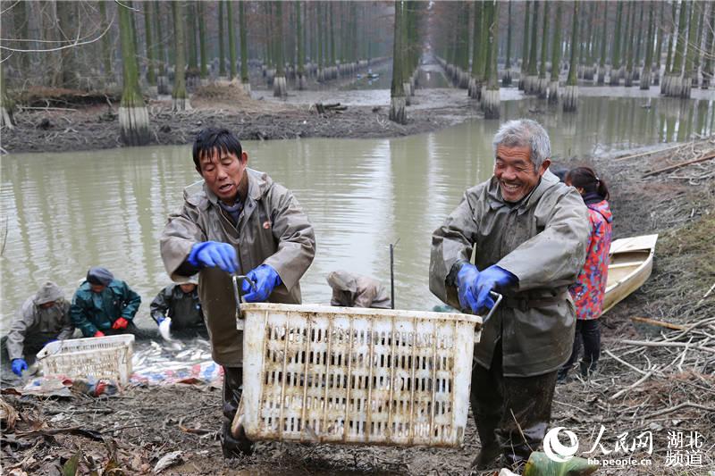 武汉新洲涨渡湖湿地:立体生态林实现环境、经