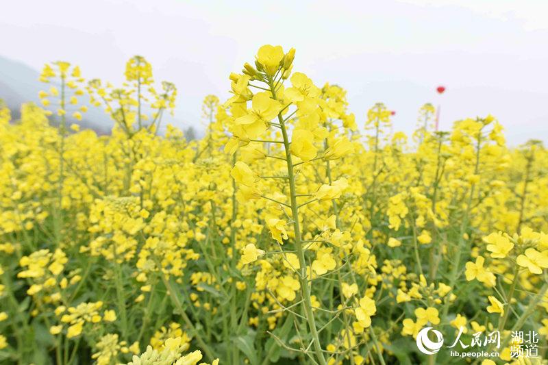 湖北保康首届油菜花节启幕10花海万亩油菜绽酸奶益力多图片