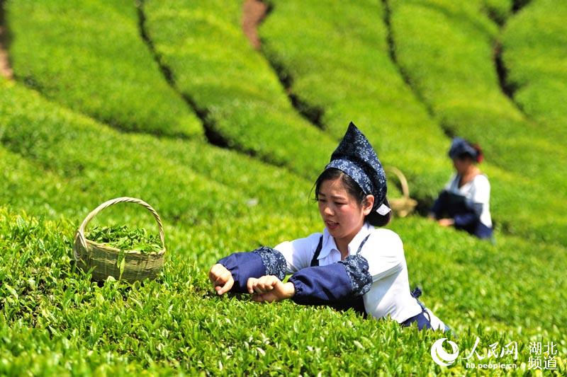 湖北宜昌: 三峡茶谷-邓村茶遗产公园 正式开园