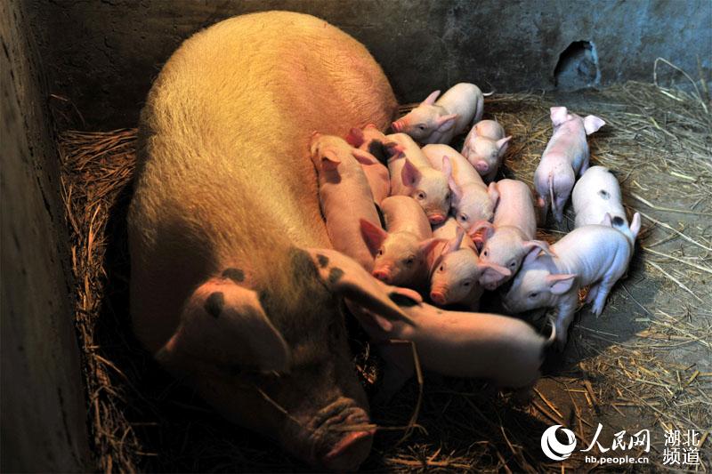 区乐天溪镇莲沱村六组村民张光明养殖的母猪