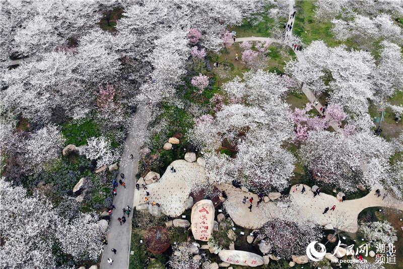 组图:武汉东湖樱花盛放 游客纷至沓来