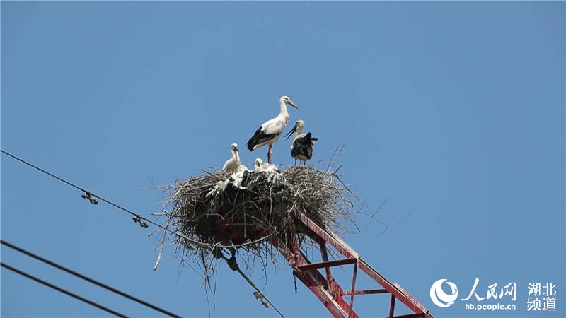 野生鸟类保护的奇迹:东方白鹳在湖北阳新安家了