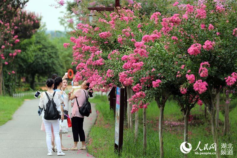 武漢新洲：萬(wàn)樹花開迎客來(lái)(圖5)