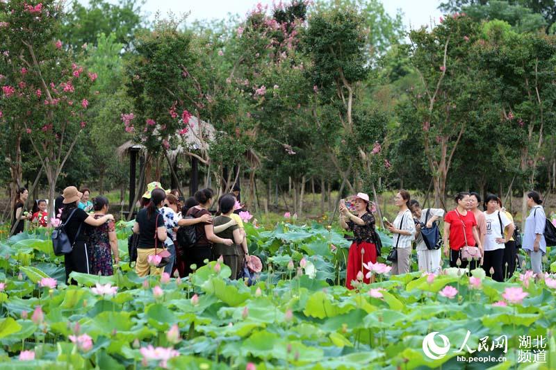 武漢新洲：萬(wàn)樹花開迎客來(lái)(圖6)