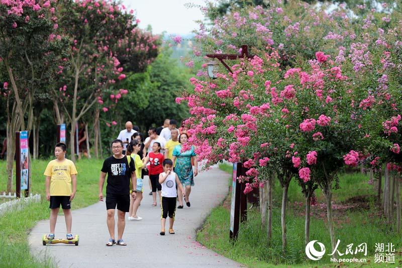 武漢新洲：萬(wàn)樹花開迎客來(lái)(圖3)