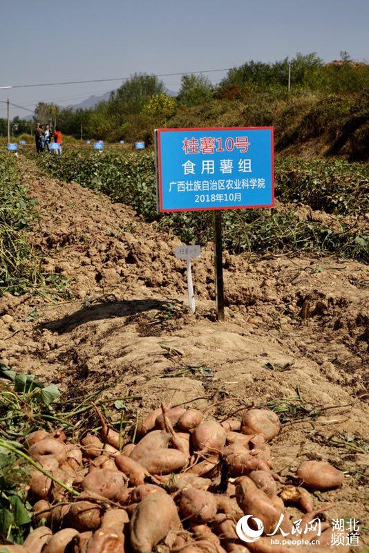 全国第八届“金悦杯”甘薯擂台赛在湖北广水举行(图3)