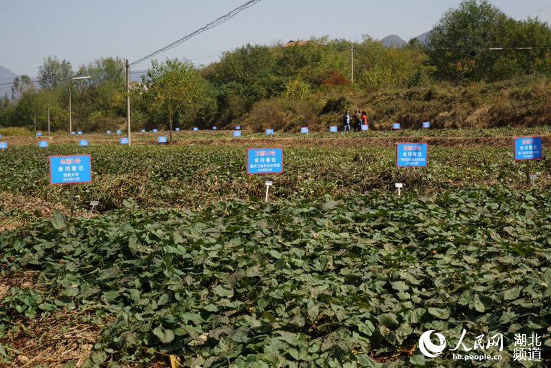 全国第八届“金悦杯”甘薯擂台赛在湖北广水举行(图4)