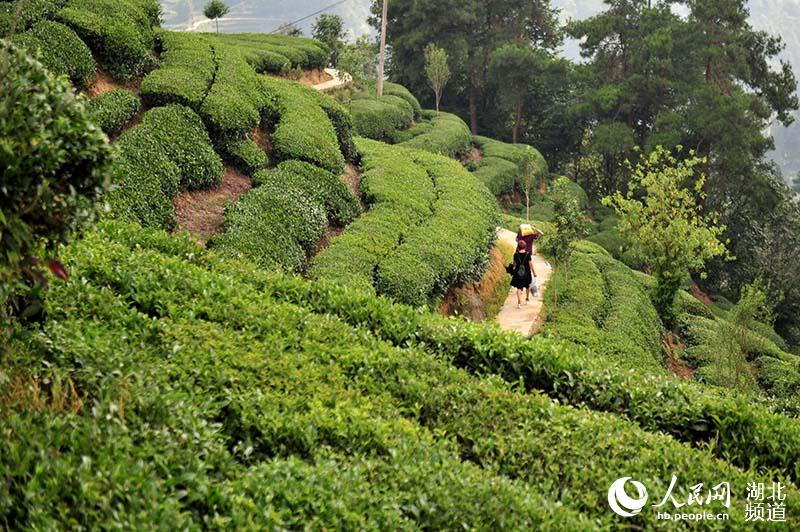 三峡茶叶