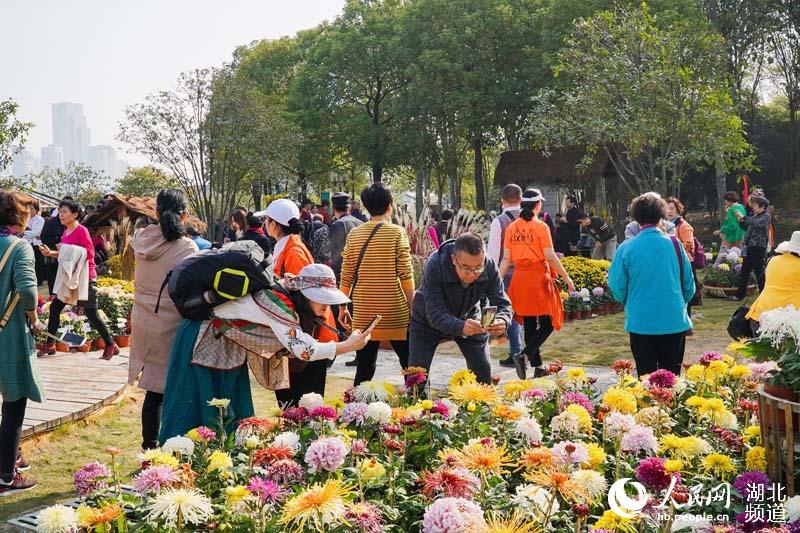 武汉市金秋菊展今日开幕 200多万盆菊花点靓“新花城”(图1)