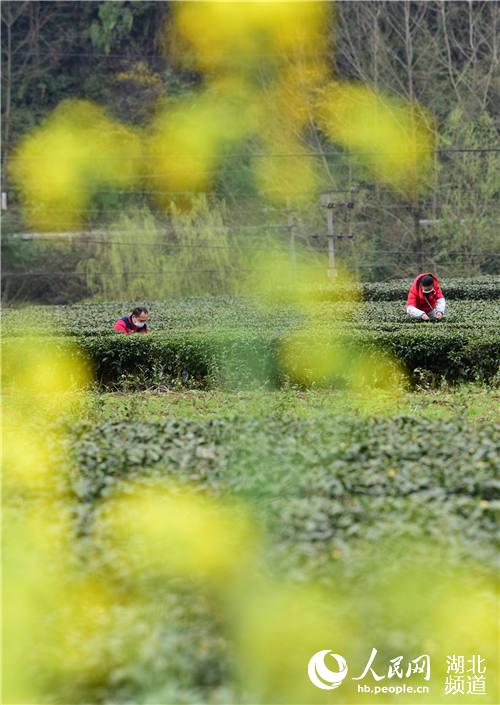 湖北咸豐：村民就近採春茶（李維君 攝）