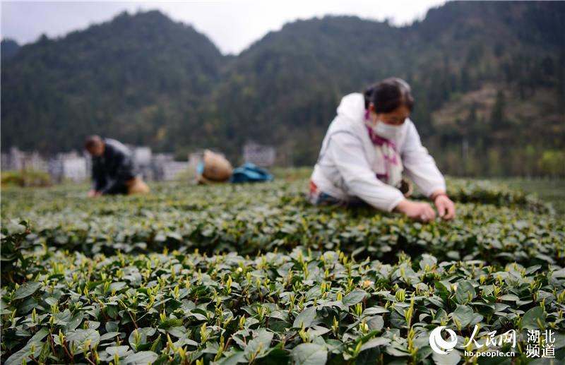 湖北咸豐：村民就近採春茶（李維君 攝）