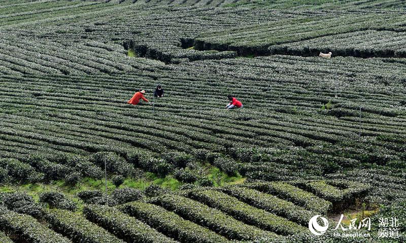 湖北咸豐：村民就近採春茶（李維君 攝）