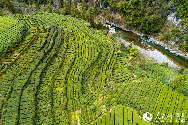 青山溪流旁的五峰茶園（陳丹平 攝）