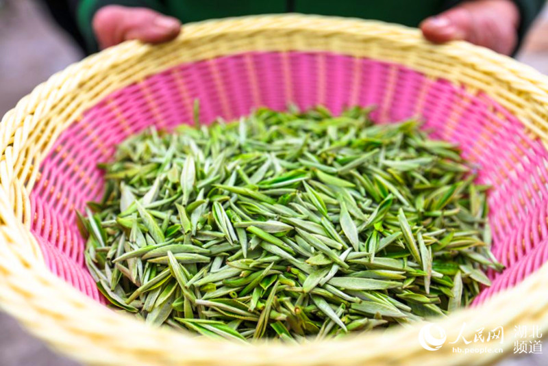 今春第一芽（楊威 攝）