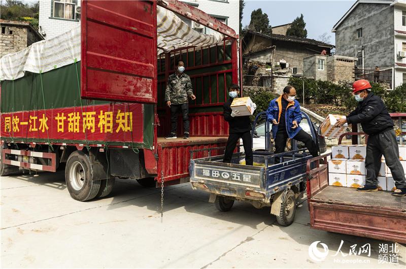 3月7日，秭歸縣歸州鎮香溪村村民在為愛心橙裝車(鄭家裕攝)
