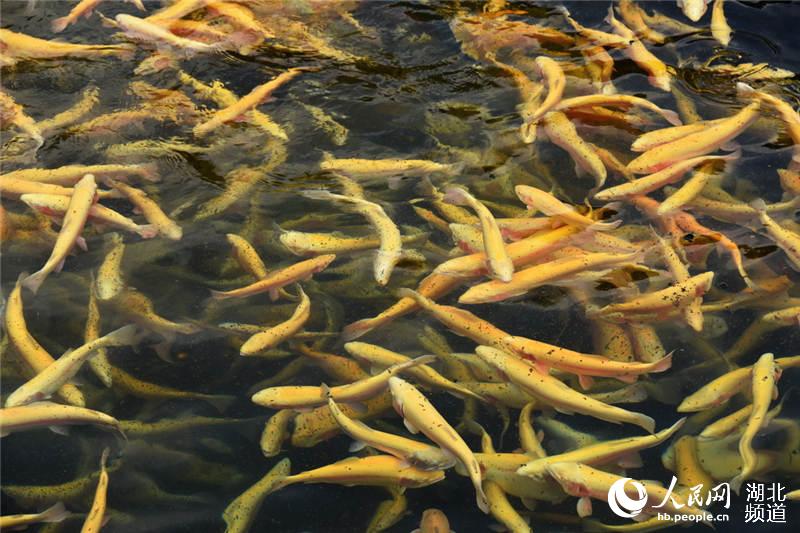 ͼΪ������������ʳ��