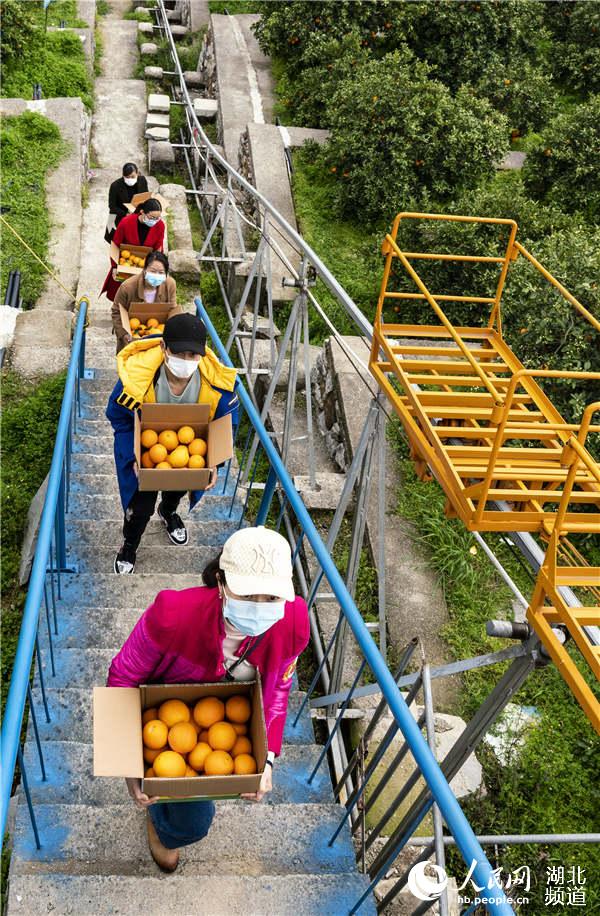 3月31日，游客在秭歸縣郭家壩鎮煙燈堡村臍橙示范園轉運臍橙。（向紅梅 攝）