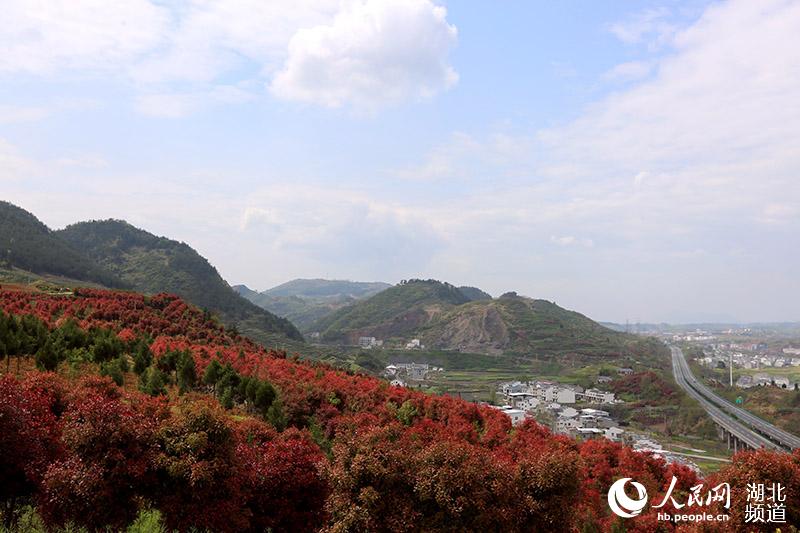 層林盡染石楠紅 “綠滿竹山”生態美 【3】