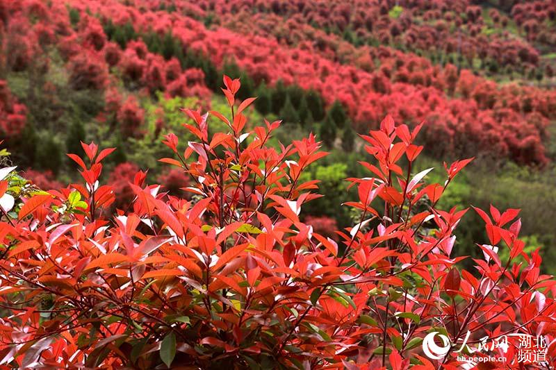 ���־�Ⱦʯ骺� ��������ɽ����̬�� ��5��