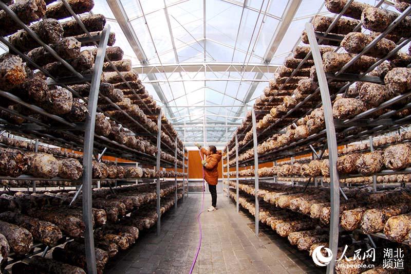 2020年4月6日，在湖北省十堰市鄖陽區香菇小鎮香菇種植基地，菇農為香菇棒補充水分。