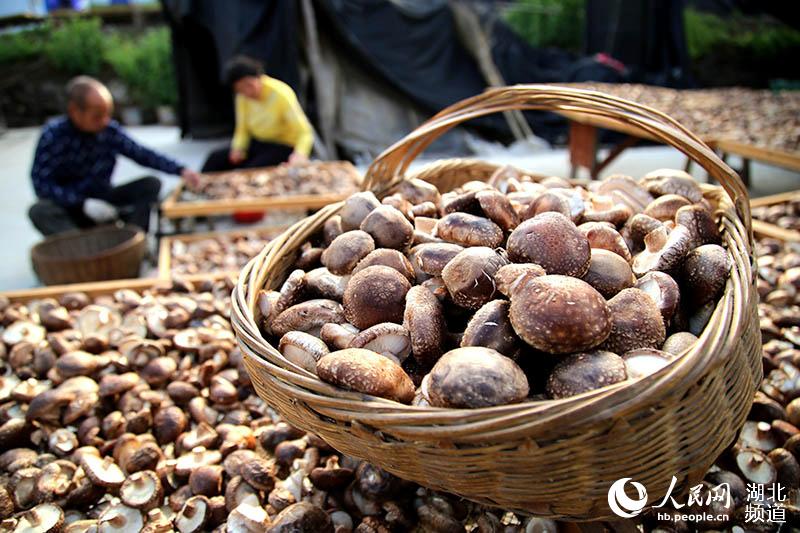 2020年4月6日，在湖北省十堰市鄖陽區楊溪鋪鎮青龍泉社區，菇農在分揀香菇。