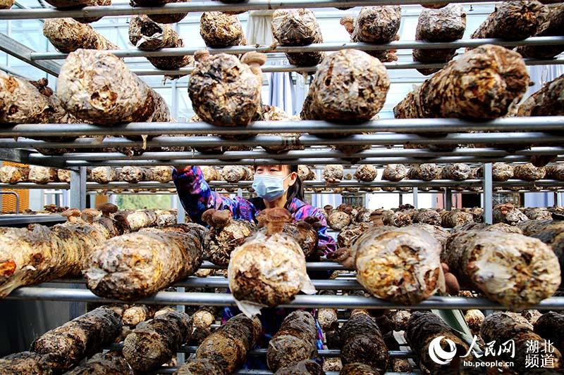 2020年4月6日，在湖北省十堰市鄖陽區楊溪鋪鎮青龍泉社區，菇農在香菇基地管護香菇棒。 