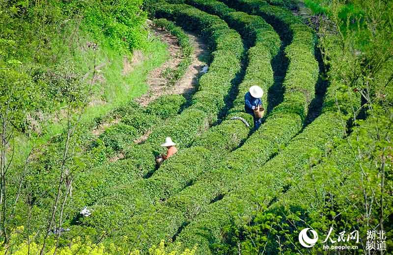 花香茶谷採茶忙。（黃陂區文旅局供圖）