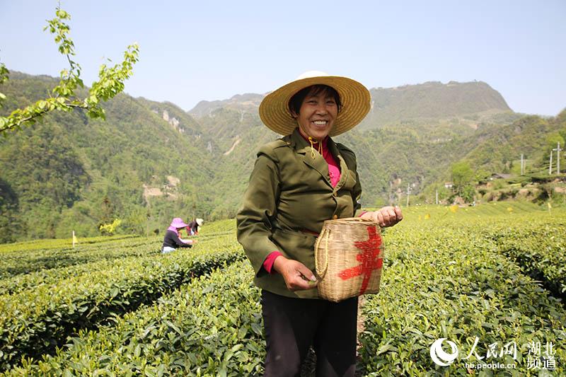 湖北秭歸：茶企復工復產 茶農採茶忙【12】