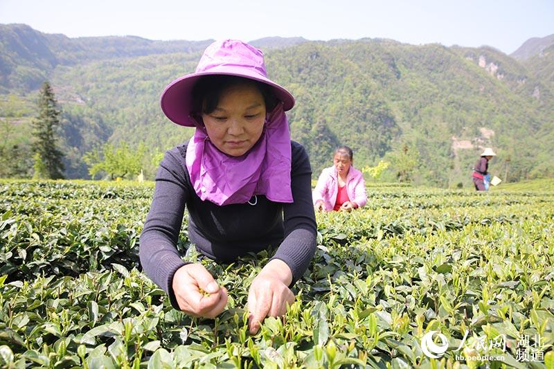 湖北秭歸：茶企復工復產 茶農採茶忙【2】