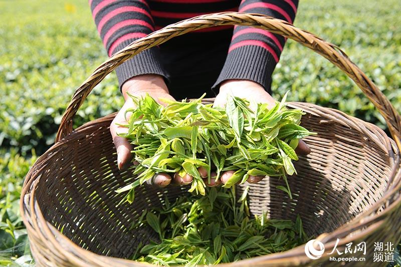 湖北秭歸：茶企復工復產 茶農採茶忙【3】