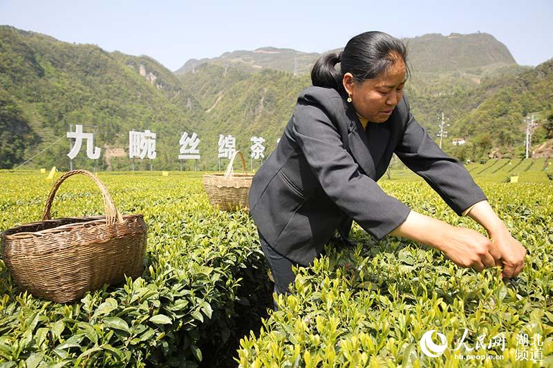 湖北秭歸：茶企復工復產 茶農採茶忙【9】