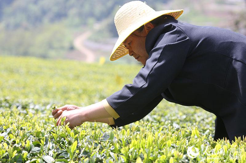 湖北秭歸：茶企復工復產 茶農採茶忙【4】